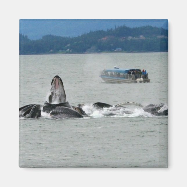 Imán Alaska Whales (Frente)