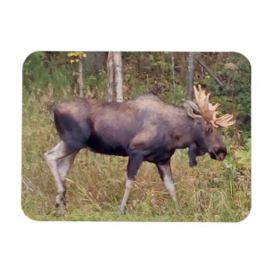 Imán Alaskan Bull Moose Magnate fotográfico flexible d