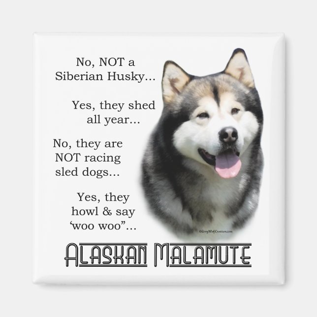 Imán Alaskan Malamute FAQ Magnet (Frente)