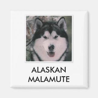 Imán Alaskan Malamute Magnet