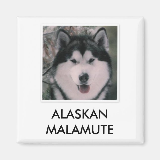 Imán Alaskan Malamute Magnet (Frente)