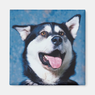 Imán Alaskan Malamute Magnet
