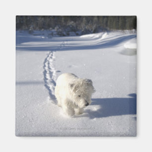 Imán Alberta, Canadá