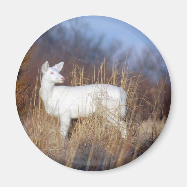 Imán albino (Frente)