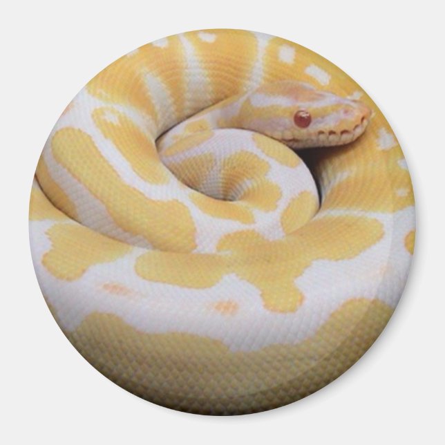 Imán Albino Ball Python Magnet (Frente)