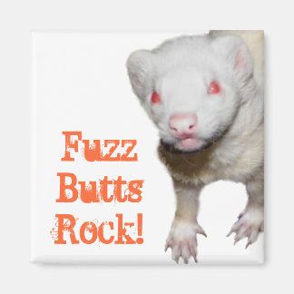 Imán Albino Ferret Picture