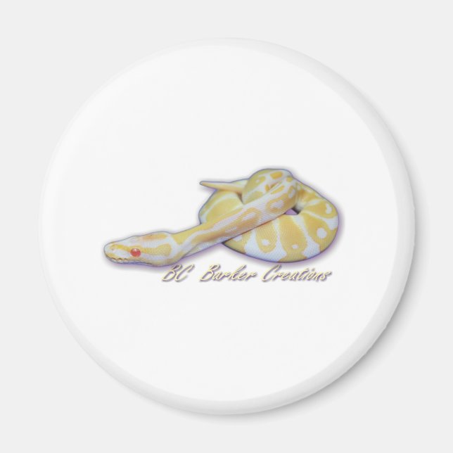 Imán Albino Hatchling Ball Python (Frente)