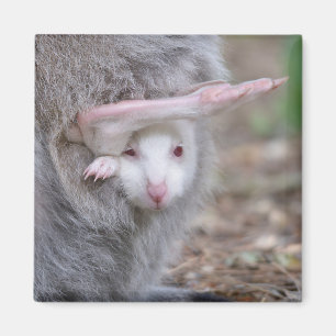 Imán Albino joey en el bolsillo
