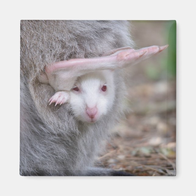Imán Albino joey en el bolsillo (Frente)