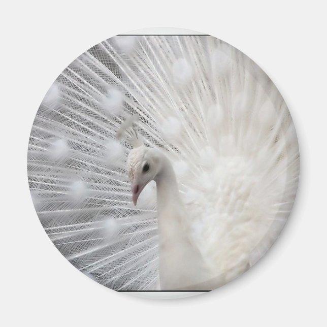 Imán Albino Peacock (Frente)