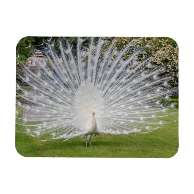 Imán Albino Peacock Muestra Fethers (Horizontal)