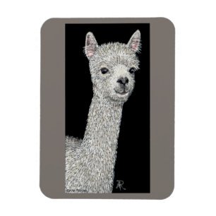 Imán Alcalde de Alpaca