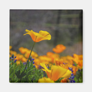 Imán alcance de la estrella