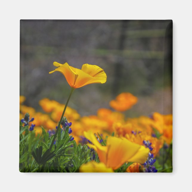 Imán alcance de la estrella (Frente)