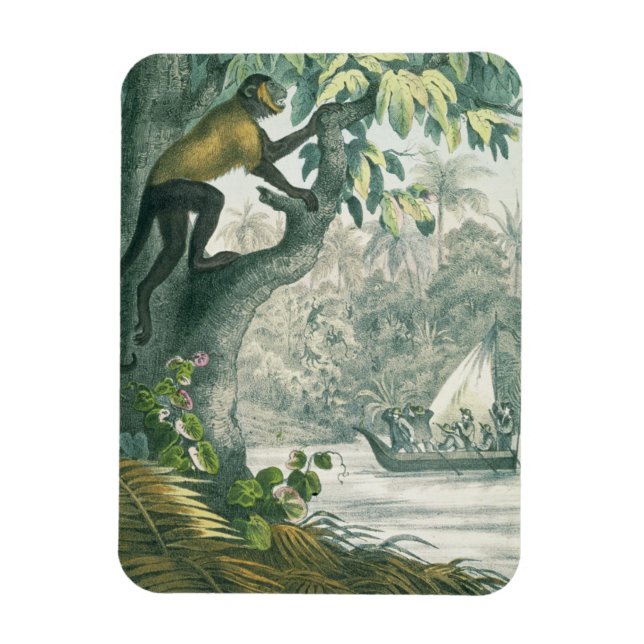 Imán Alcance superior de la Amazonía, de 'Das Buch der  (Vertical)