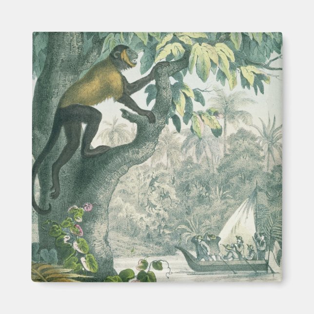 Imán Alcance superior de la Amazonía, de 'Das Buch der  (Frente)