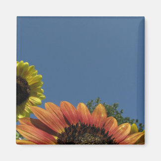 Imán ¡Alcanzar el cielo!