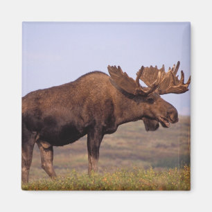 Imán alce, Alces alces, toro con grandes cuernos