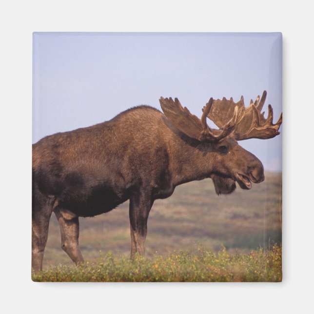Imán alce, Alces alces, toro con grandes cuernos (Frente)