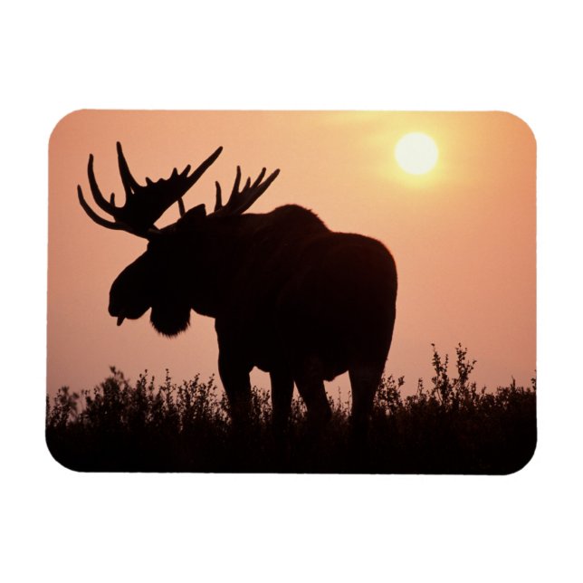 Imán alce, Alces alces, toro con grandes cuernos, (Horizontal)