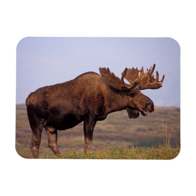 Imán alce, Alces alces, toro con grandes cuernos (Horizontal)