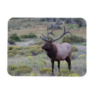 Imán Alce americano   Parque Nacional Rocky, Colorado