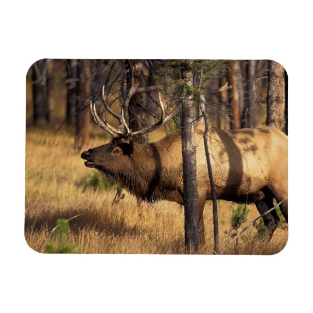 Imán alce, Cervus elaphus, toro berrea en un área quema (Horizontal)