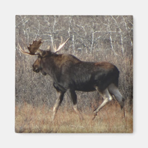 Imán Alce M8 Toro