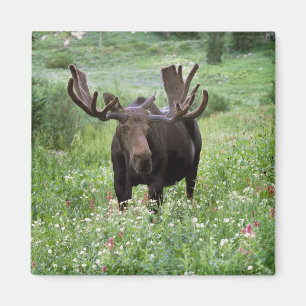 Imán Alce macho Alces alces) entre flores silvestres,