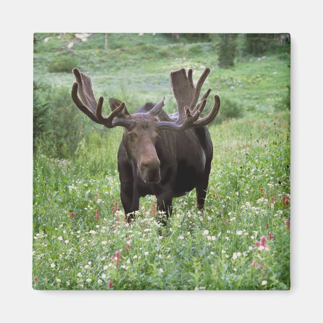 Imán Alce macho Alces alces) entre flores silvestres, (Frente)