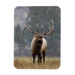 Imán Alce macho bramando, Parque Nacional Yellowstone, 