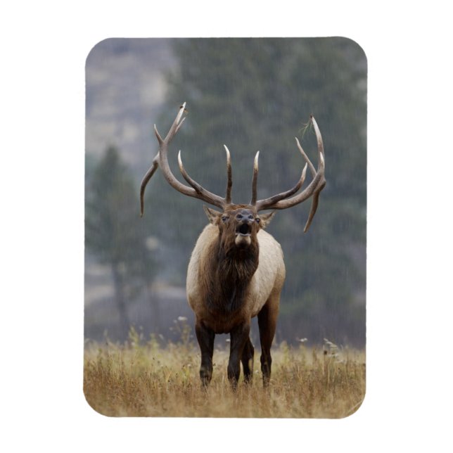 Imán Alce macho bramando, Parque Nacional Yellowstone,  (Vertical)