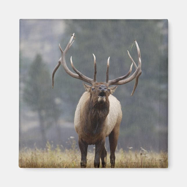 Imán Alce macho bramando, Yellowstone NP, Wyoming 2 (Frente)