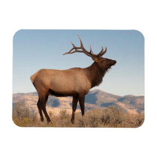 Imán Alce macho cerca de Mammoth   Wyoming