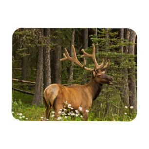 Imán Alce macho con terciopelo, Canadá