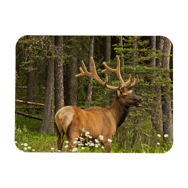 Imán Alce macho con terciopelo, Canadá (Horizontal)