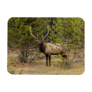 Imán Alce macho En el Parque Nacional de Yellowstone