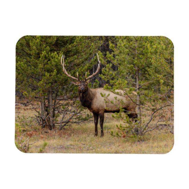 Imán Alce macho | En el Parque Nacional de Yellowstone (Horizontal)