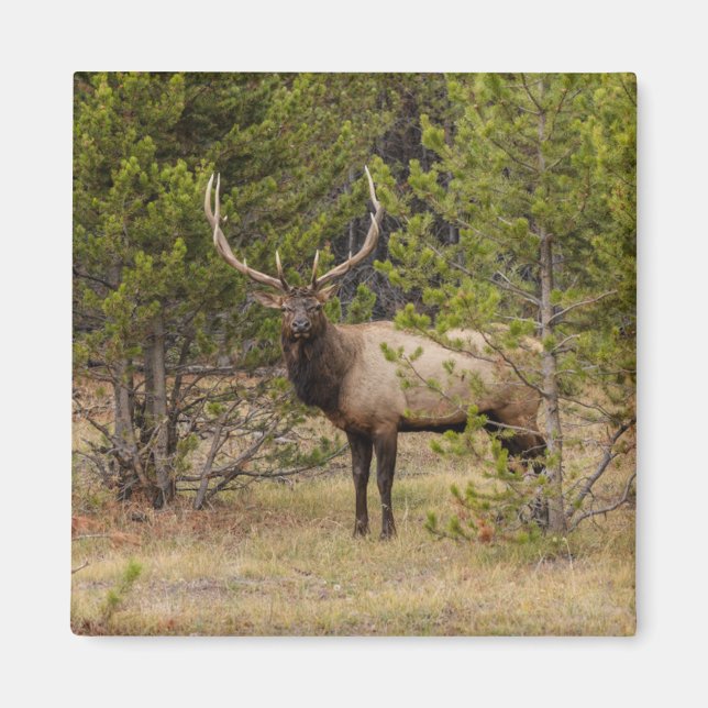 Imán Alce macho | En el Parque Nacional Yellowstone (Frente)