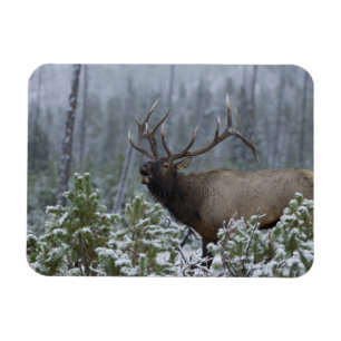 Imán Alce macho en la nieve llamando, bramando, Yellows