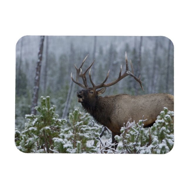 Imán Alce macho en la nieve llamando, bramando, Yellows (Horizontal)