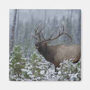 Imán Alce macho en la nieve llamando, bugling, Yellowst