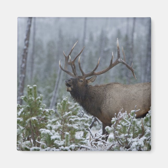Imán Alce macho en la nieve llamando, bugling, Yellowst (Frente)