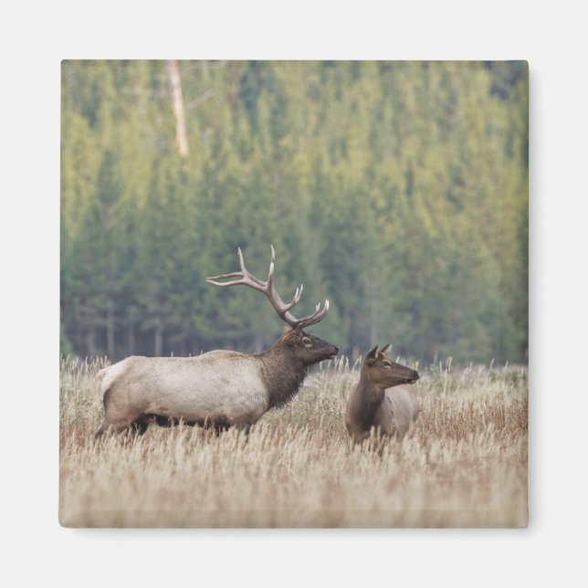 Imán Alce macho en pradera | Parque Nacional Yellowston (Frente)
