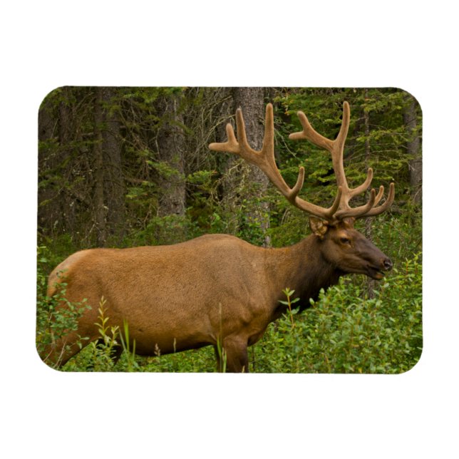 Imán Alce macho | Parque Nacional Banff, Alberta, Canad (Horizontal)