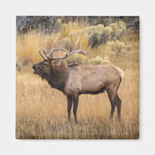 Imán Alce macho   Parque Nacional Yellowstone