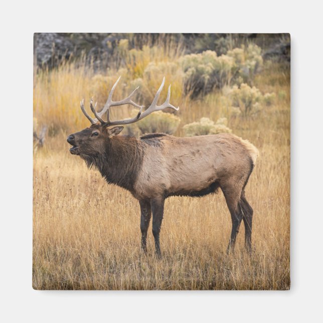 Imán Alce macho | Parque Nacional Yellowstone (Frente)