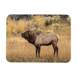 Imán Alce macho   Parque Nacional Yellowstone