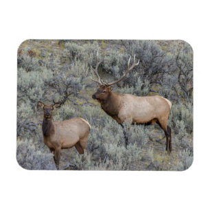 Imán Alce macho Parque Nacional Yellowstone, Wyoming
