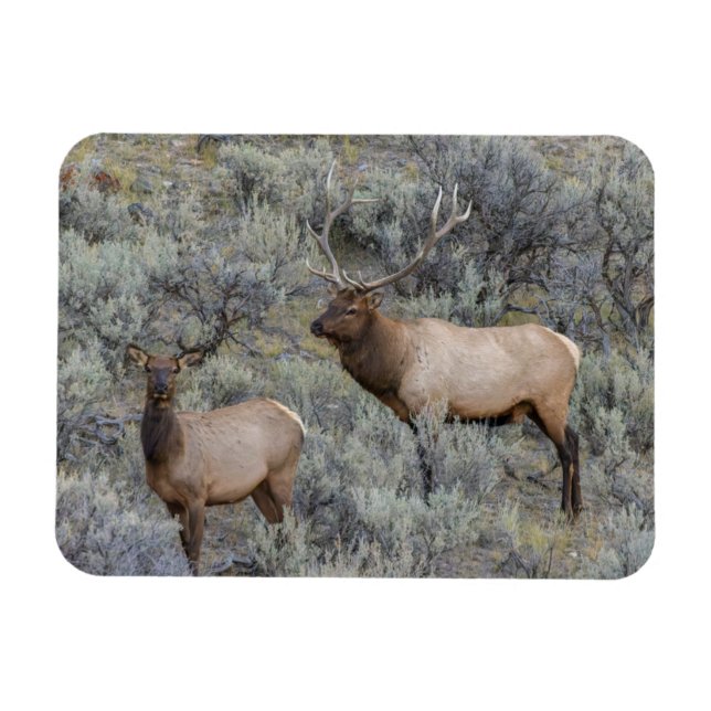 Imán Alce macho | Parque Nacional Yellowstone, Wyoming (Horizontal)